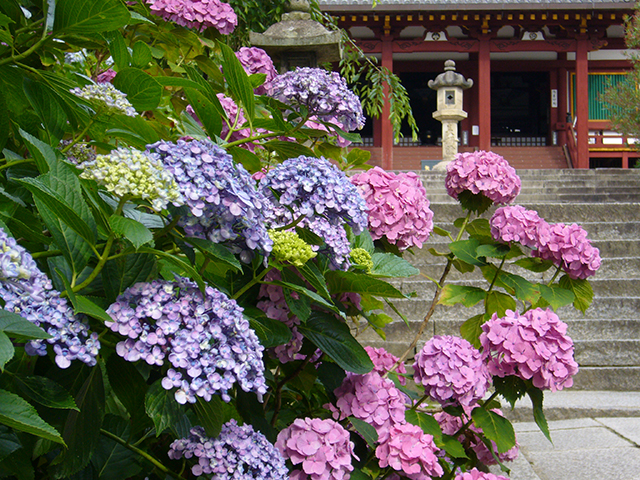 矢田寺