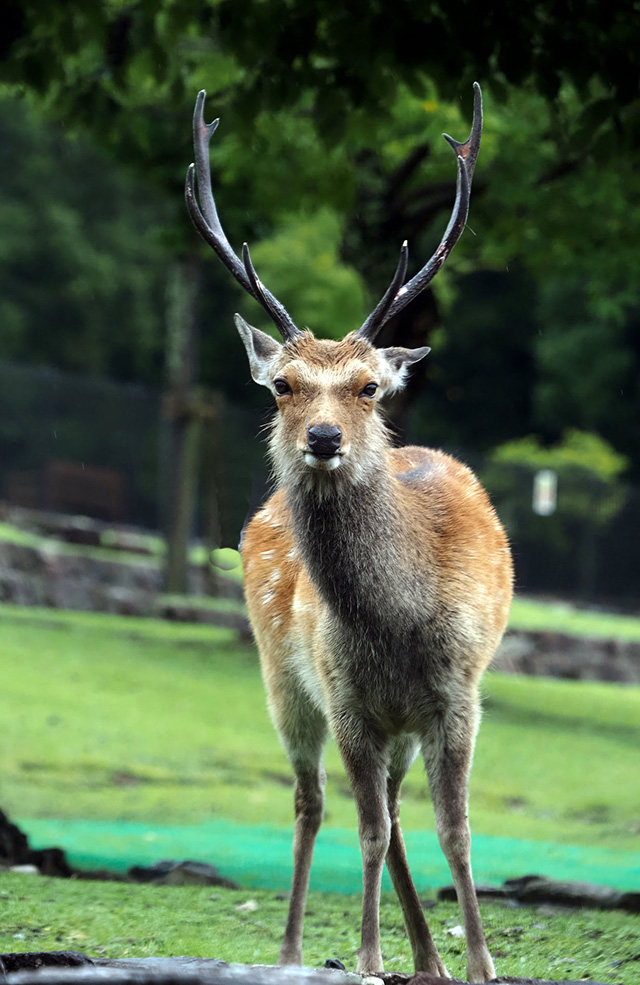 奈良公園